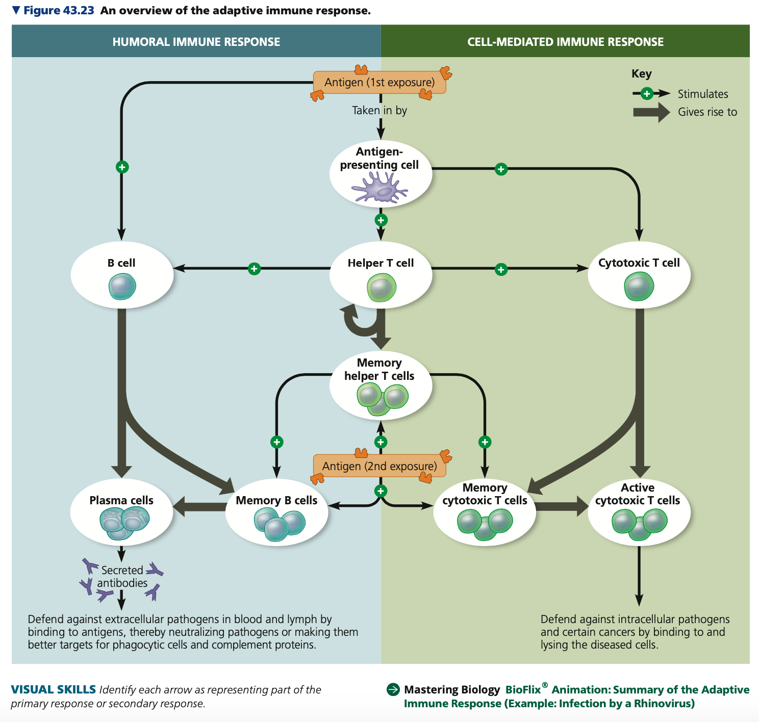 * Antigens
* B Cells & Antibodies
* T Cells
* B Cell & T Cell Development

a. Generation of B & T Cell Diversity

b. Antigen receptor gene arrangement

c. Origin of self-tolerance

d. Proliferation of B and T cells

e. Immunological memory