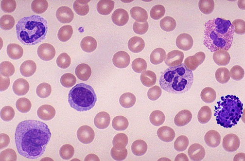 <p>Nucleated, larger but less numerous than RBCs (purple)</p>