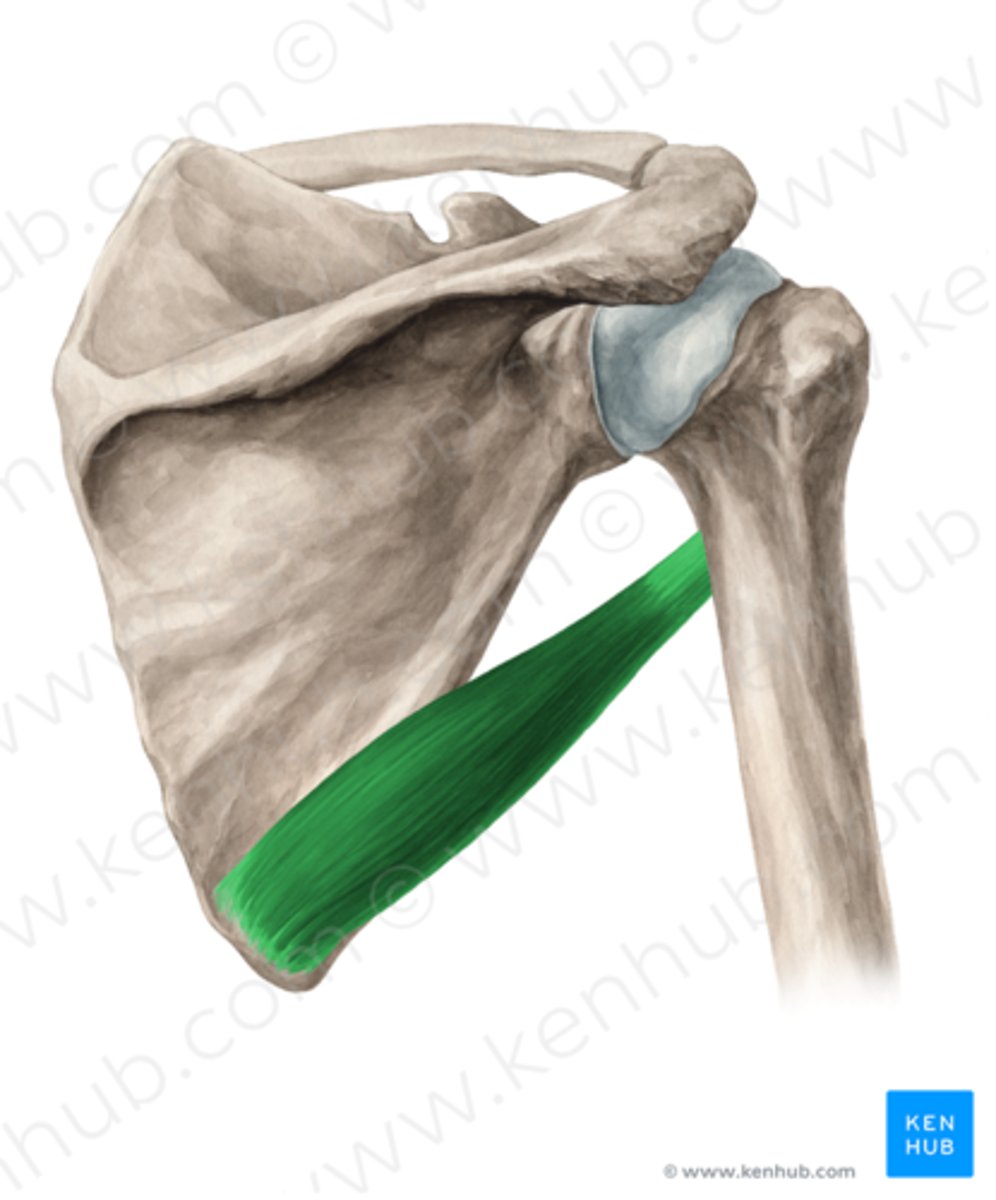 <p>Welke spier is dit?</p>