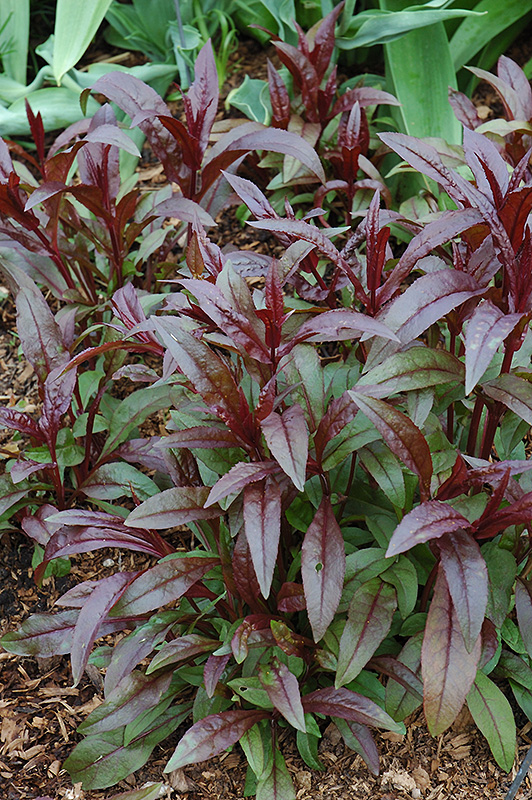 <p>red-hued foliage, dried seed pods remain,  elliptical to oblong clasping leaves</p>