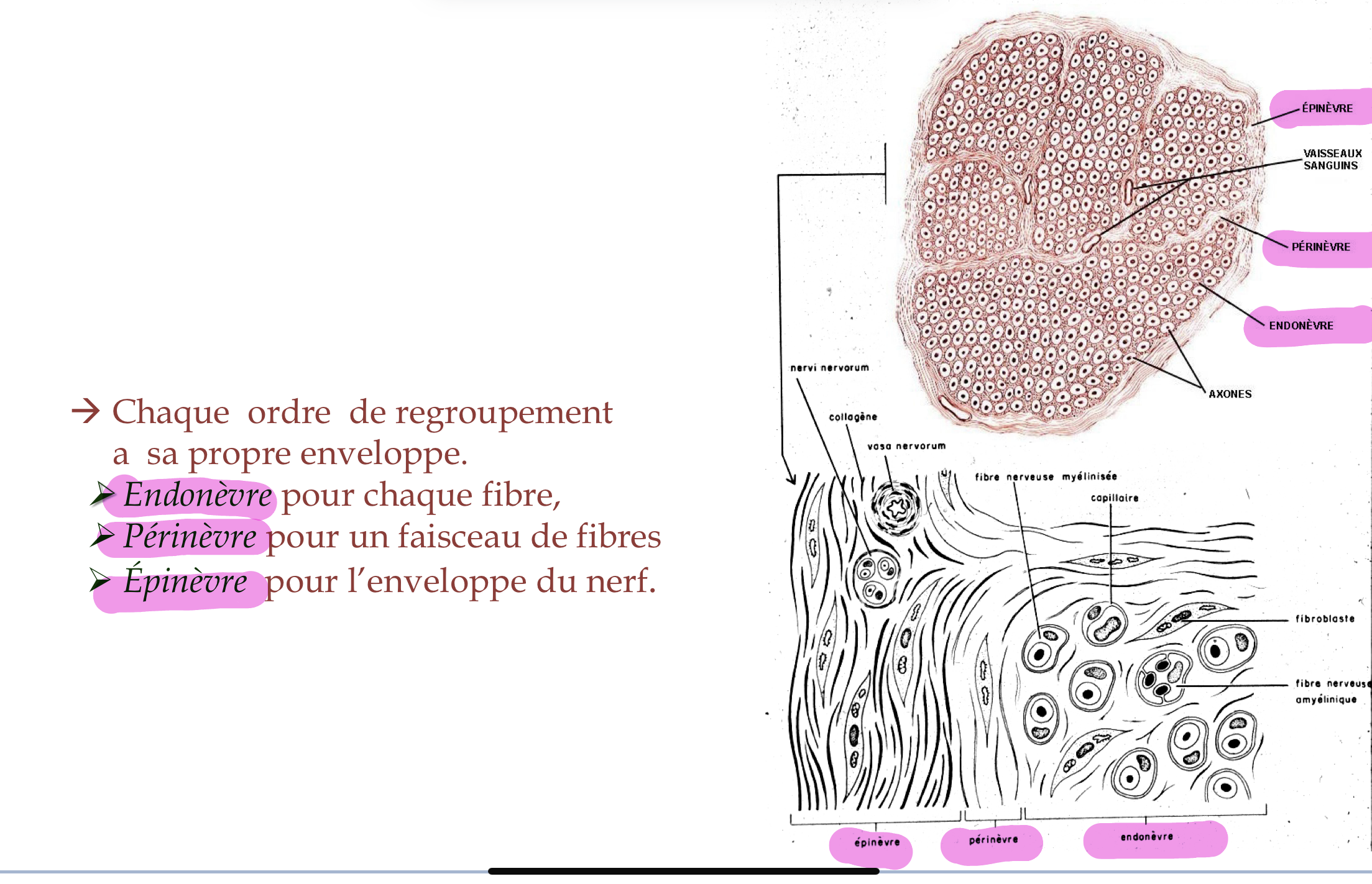 <p>enveloppes conjonctives</p>