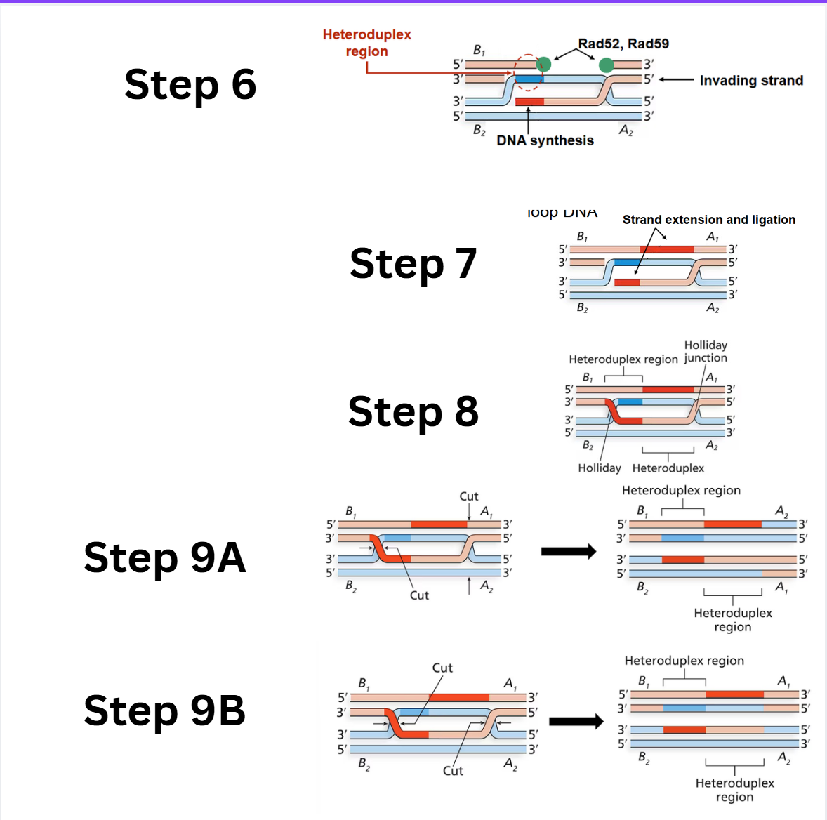<ol start="6"><li><p><strong>Strand extension and second heteroduplex region:</strong> DNA polymerase extends the invading strand, displacing the D-loop DNA. This D-loop DNA then pairs with the complementary single-stranded DNA from the broken chromosome to form the second <strong>heteroduplex region</strong>.</p></li><li><p><strong>Gap filling and ligation:</strong> DNA polymerase extends the other 3' overhang (paired with the D-loop DNA), and ligation fills the single-stranded gaps.</p></li><li><p><strong>Double Holliday junctions:</strong> After the nicks are sealed, two <strong>Holliday junctions</strong> are formed, resulting in a structure with offset heteroduplexes on both chromatids.</p></li><li><p><strong>Resolution of double Holliday junctions:</strong></p></li></ol><ul><li><p><strong>Option A (Opposite-sense resolution):</strong> Cleavage and ligation of the two Holliday junctions in an "opposite-sense" manner results in <strong>only crossover products</strong>, where the flanking regions have been exchanged.</p></li><li><p><strong>Option B (Same-sense resolution):</strong> Cleavage and ligation of the two Holliday junctions in a "same-sense" manner results in <strong>non-crossover products</strong>, where the flanking regions remain unchanged, but the central heteroduplex regions show gene conversion.</p></li></ul><p></p>