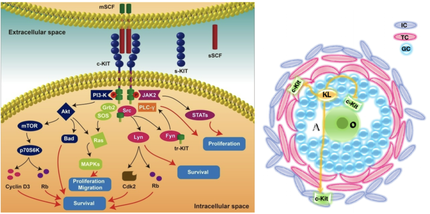 <ul><li><p>kit ligand = stem cell factor (SCF)</p></li><li><p>important for cell to cell communication</p></li><li><p>soluble receptor floats around (not membrane bound)</p></li><li><p>paracrine signaling</p></li></ul><p></p>