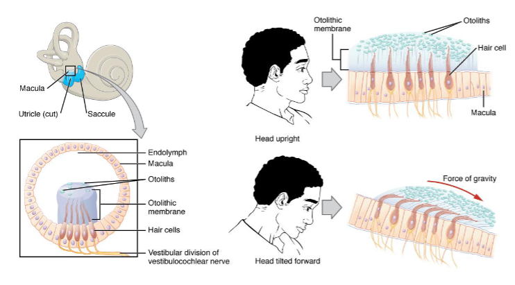 <ul><li><p>vestibule and semicircular canals associated with the sense of equilibrium</p><ul><li><p>utricle and saccule- vestibule of osseous labyrinth contains portions of the membrane labyrinth</p></li><li><p>macula- each of these parts of the membranous labyrinth has thickened wall</p></li><li><p>otolithic membrane- cells in the maculae have tiny hairs that extend into a thick, jelly-like mass </p><ul><li><p>gravity causes otolithic membrane to bend the nerve hairs</p></li><li><p>if you tild head, these slide across the hairs</p></li><li><p>conveys a sense of the orientation of the head</p></li></ul></li><li><p>Static equilibrium- sense of body position</p></li></ul></li></ul><p></p>