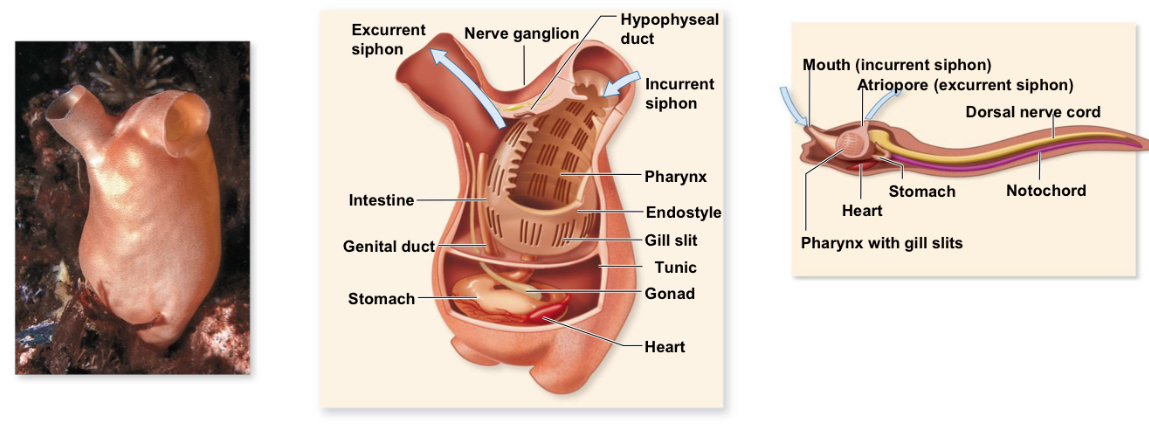<p>What are the characteristics of subphylum Urochordata?</p>