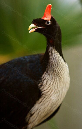 <p>Horned Guan</p>