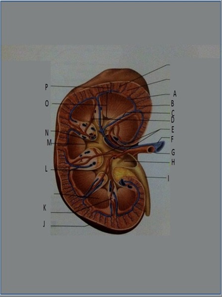 <p>H</p>