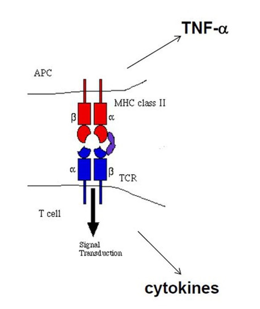 <p>interacts with constant regions of MHC and constant regions of T-cell receptors, activating many T-cells in a short period of time</p>