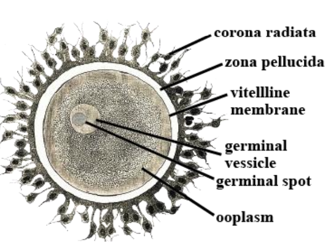 <p>Small, centrally located nucleus</p>