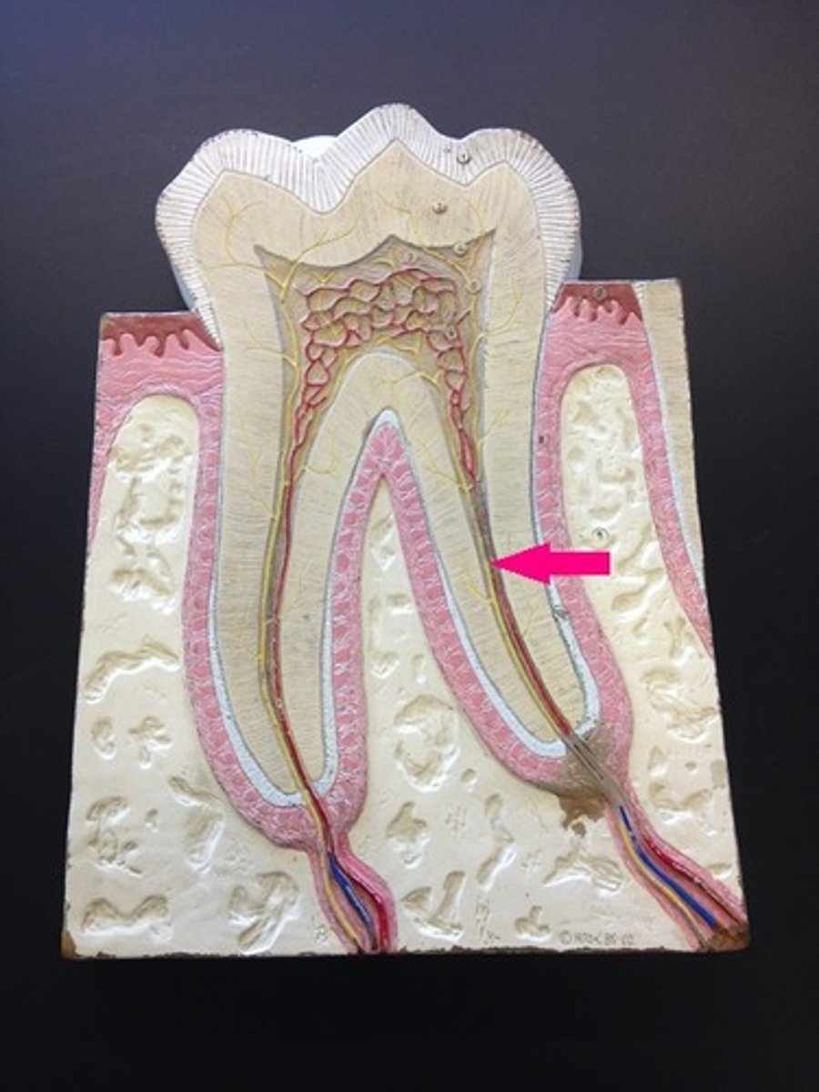 <p>where the pulp cavity extends into the root</p>