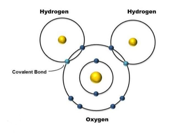<p>Form when atoms share electrons (hydrogen is positive, oxygen is negative)</p>