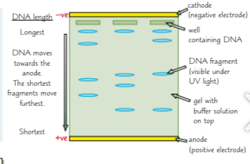 <ol><li><p>DNA placed into well in slab of gel + covered in buffer solution that conducts electricity</p></li><li><p>electrical current passed through gel - DNA fragments negatively charged so they move towards anode (positive electrode) at far end of gel</p></li><li><p>Short DNA fragments move faster and travel further through gel, so DNA fragments separate according to length</p></li></ol><p></p>