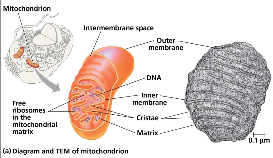 <ul><li><p>smooth outer membrane and inner membrane folded into cristae</p></li><li><p>inner membrane creates two soluble compartments: intermembrane space and mitochondrial matrix</p></li></ul><p></p>