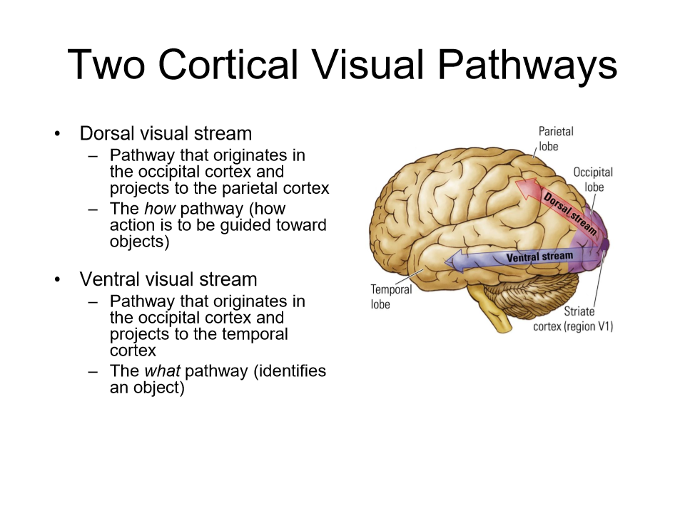 <p>the two streams </p>
