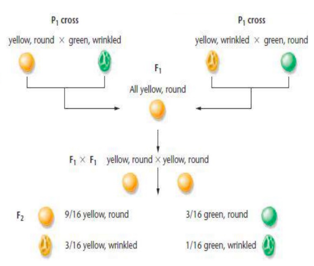 <p><span style="background-color: transparent;">Mendel’s _____ _____ Generated a Unique F2 Ratio</span></p><ul><li><p style="text-align: justify;"><span style="background-color: transparent;">Such a cross, involving two pairs of contrasting traits, is a _____ _____, or two-factor cross.</span></p></li><li><p style="text-align: justify;"><span style="background-color: transparent;">The F1 offspring will all be yellow and round. It is therefore apparent that yellow is dominant to green and that round is dominant to wrinkled.</span></p></li></ul><p></p>