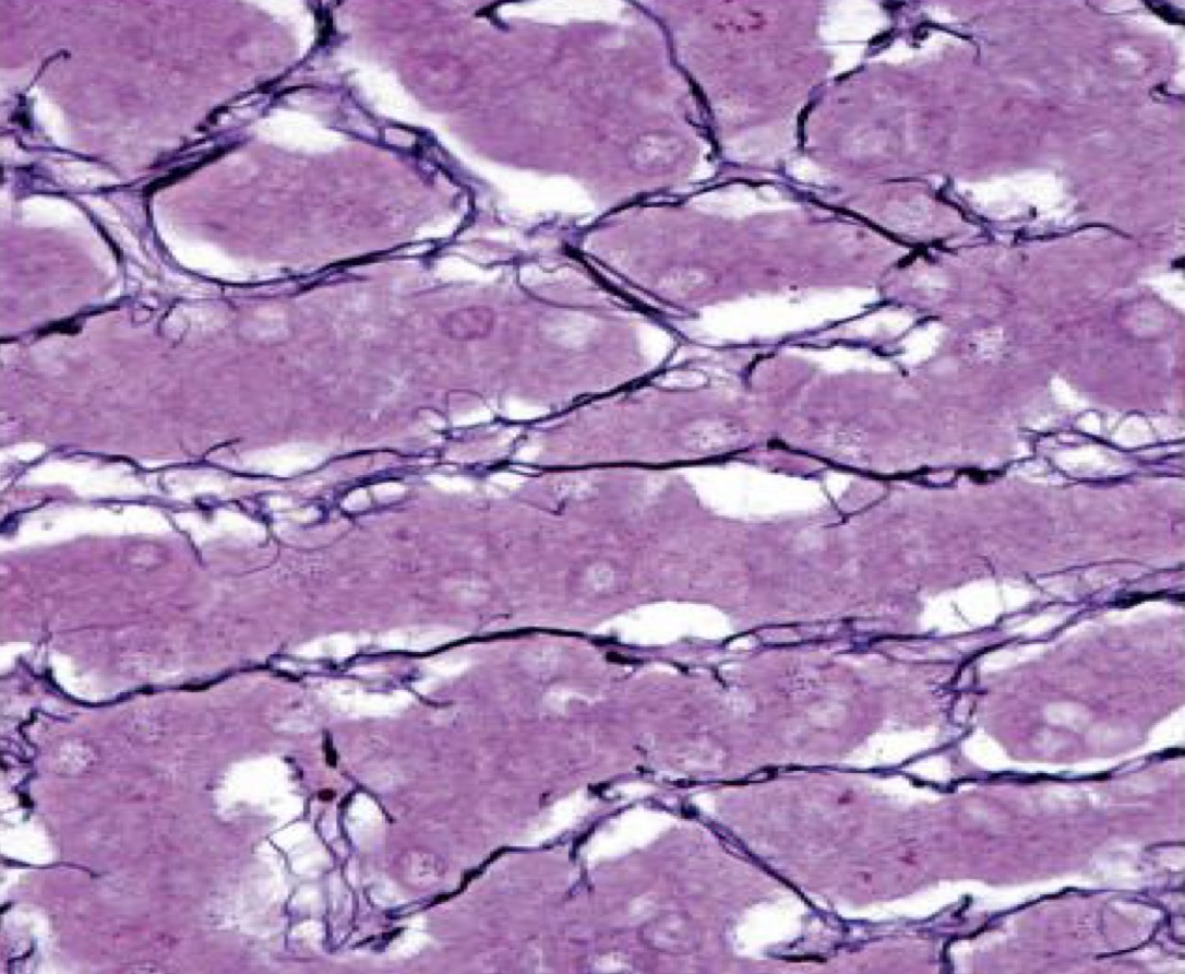 <p>A- identify</p><p>B- Histological features</p><p>C- sites</p>