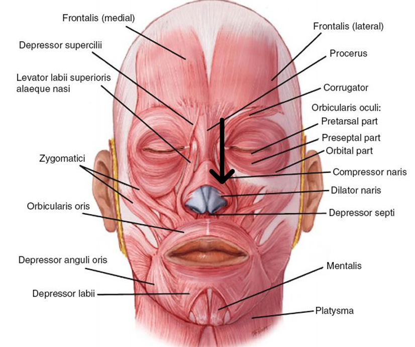 <p>innervation: CN VII</p><p>action: dilate nares</p>