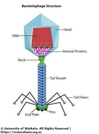 <ul><li><p>Non-cellular pathogens that have both living and non-living characteristics.</p></li><li><p>They contain genetic material and are able to pass on hereditary information.</p></li><li><p>They are smaller than bacteria (can only seen under microscope)</p></li><li><p>They are unable to reproduce on their own and replicate only side host cells.</p></li></ul>