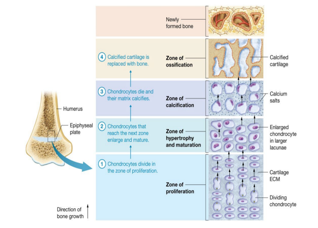 <p>Longitudinal growth continues at epiphyseal plate as long as mitosis continues in zone of proliferation</p>