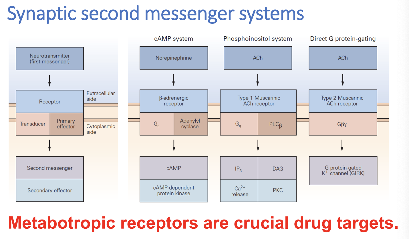 * cAMP sys: NE → beta-adrenergic receptor →transducer: Gs with primary effector adenylyl cyclase → cAMP to cAMP dependent protein kinase
* phosphoinositol sys: ACh → type 1 muscarinic ACh receptor → Gq and PLC beta → IP3 to Ca release and DAG to PKC
* direct G protein-gating: ACh → type 2 muscarinic ACh receptor → Gbetagamma → G protein-gated K channel (GIRK)