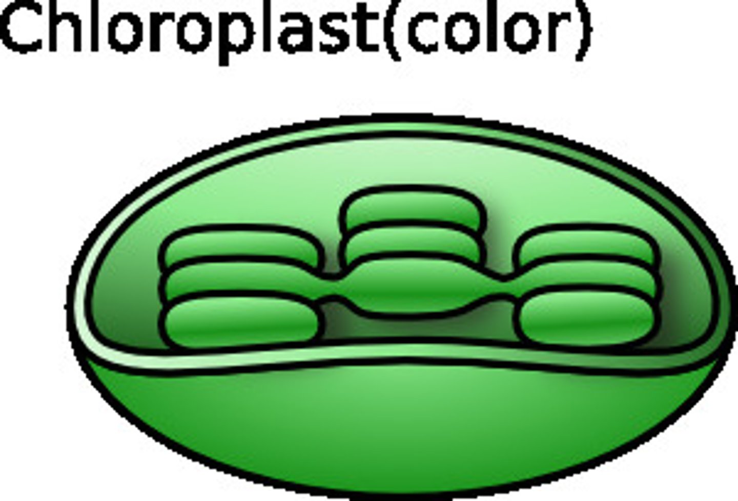 <p>In plant cells and algae: organelle that uses the sun's energy to produce food through photosynthesis.</p>
