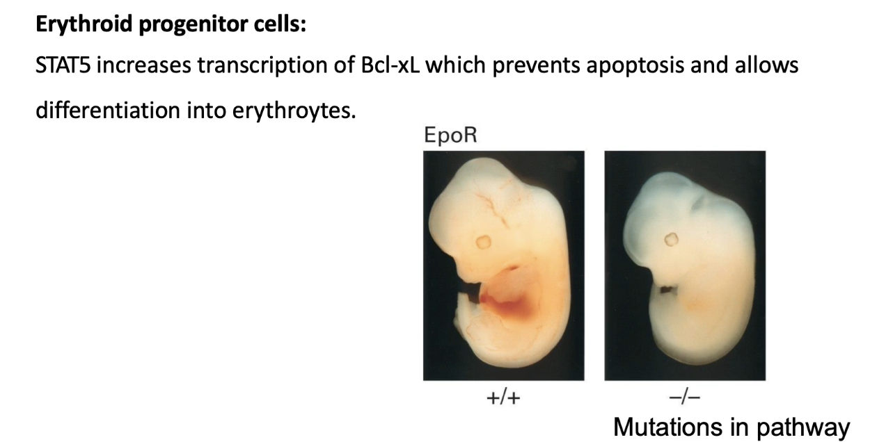<ul><li><p><strong>Signal</strong>: Erythropoietin (Epo)</p></li><li><p><strong>Receptor</strong>: Epo receptor (activates JAK-STAT pathway)</p></li><li><p><strong>STAT5</strong>: Key transcription factor activated</p></li><li><p><strong>Target gene</strong>: Bcl-xL (codes for Bcl-XL protein)</p><ul><li><p>Bcl-XL <strong>inhibits apoptosis</strong></p></li><li><p>Allows <strong>erythroid progenitor cells to survive &amp; differentiate</strong></p></li></ul></li><li><p><strong>Erythrogenesis sites</strong>:</p><ul><li><p><strong>Bone marrow</strong> (primary source)</p></li><li><p><strong>Fetal liver</strong> (during development)</p></li></ul></li><li><p><strong>Mutation impacts</strong>: Defects in Epo, EpoR, JAK, STAT5, or Bcl-xL → <strong>no red blood cells produced</strong></p></li><li><p><strong>Example assay</strong>:</p><ul><li><p>WT embryo: red fetal liver (active erythrogenesis)</p></li><li><p>EpoR knockout: pale liver (no RBC production)</p></li></ul></li></ul><p></p>