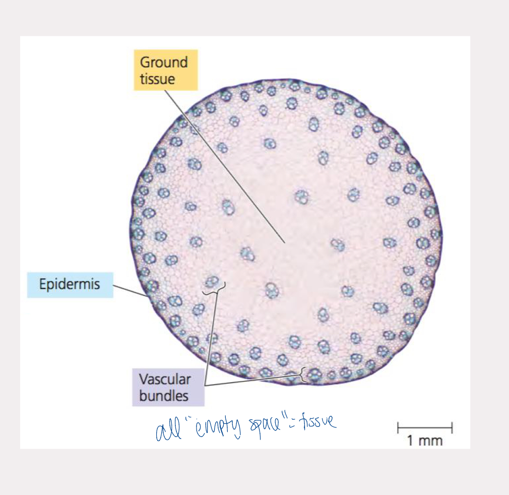 <p>aka pith or cortex depending on location</p><p>usually made up of parenchyma cells</p><p>located between dermal and vascular tissues</p><p>acts in photosynthesis, storage, and support</p>