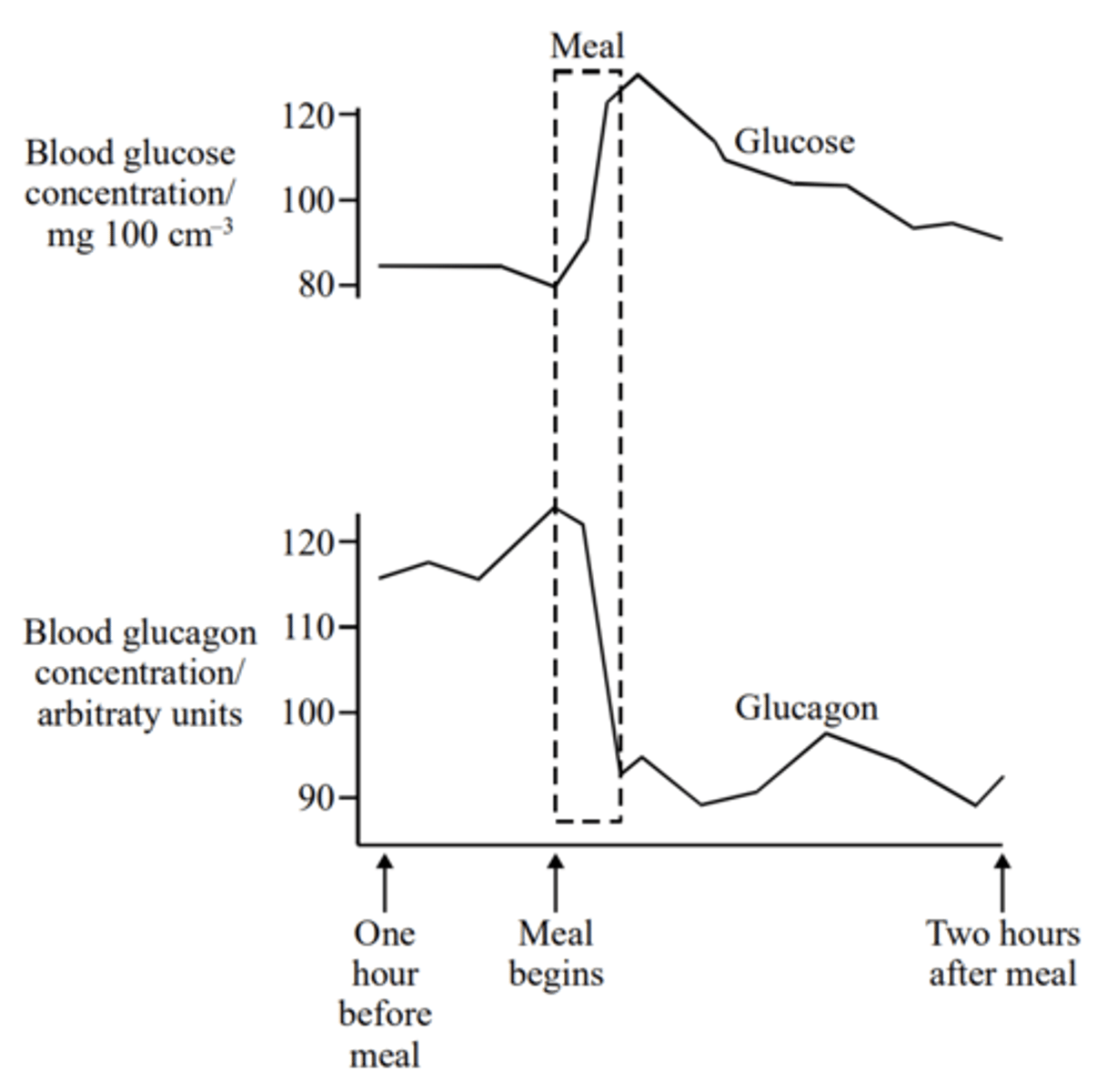 <p>- High glucagon because - eg stimulated by low glucose/ glycogen must be converted to glucose; <br>- Low glucagon because - e.g. body has absorbed glucose;</p>