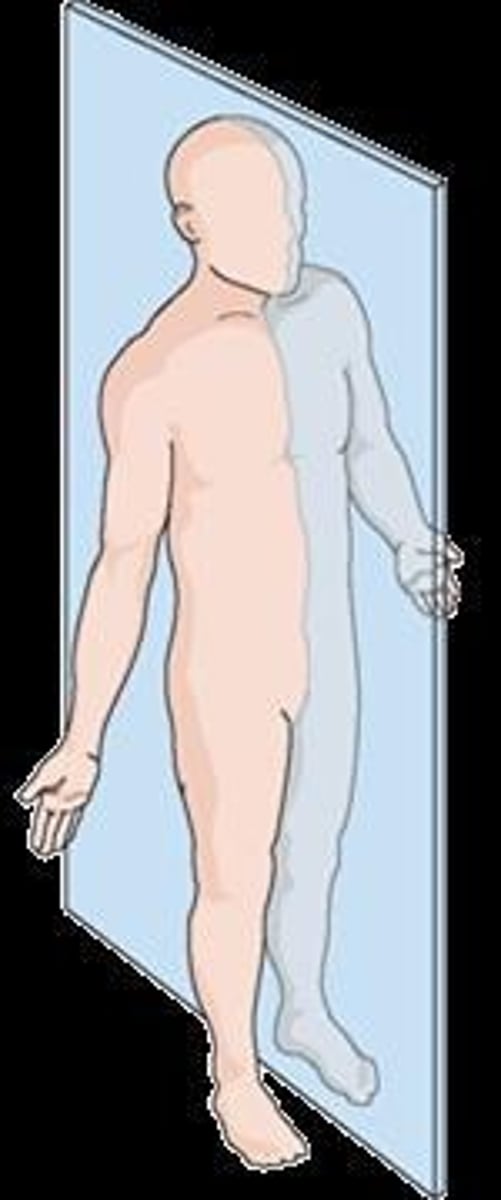 <p>divides body into left and right</p>