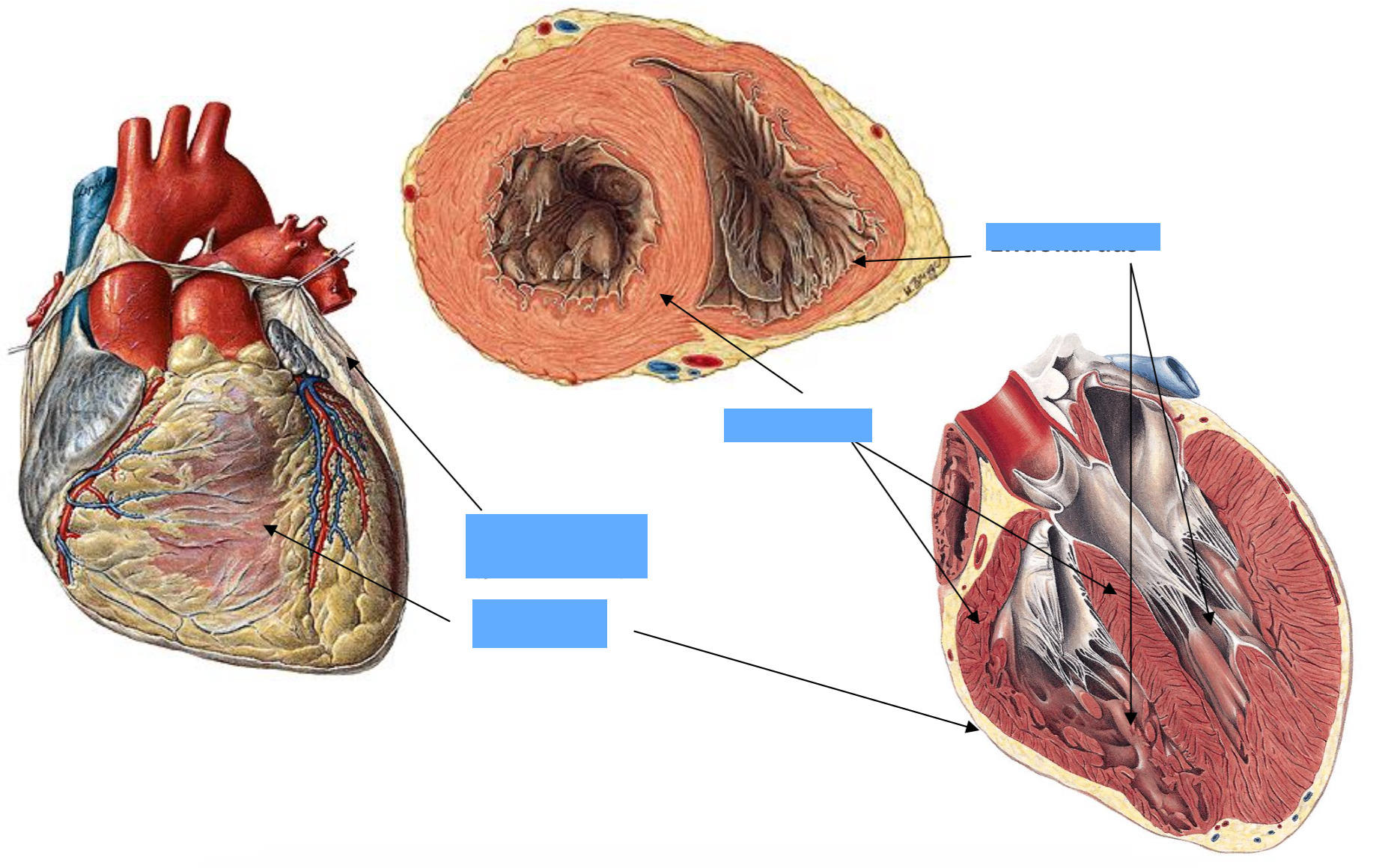<p>Kokie yra sirdies sienos sluoksniai?</p>