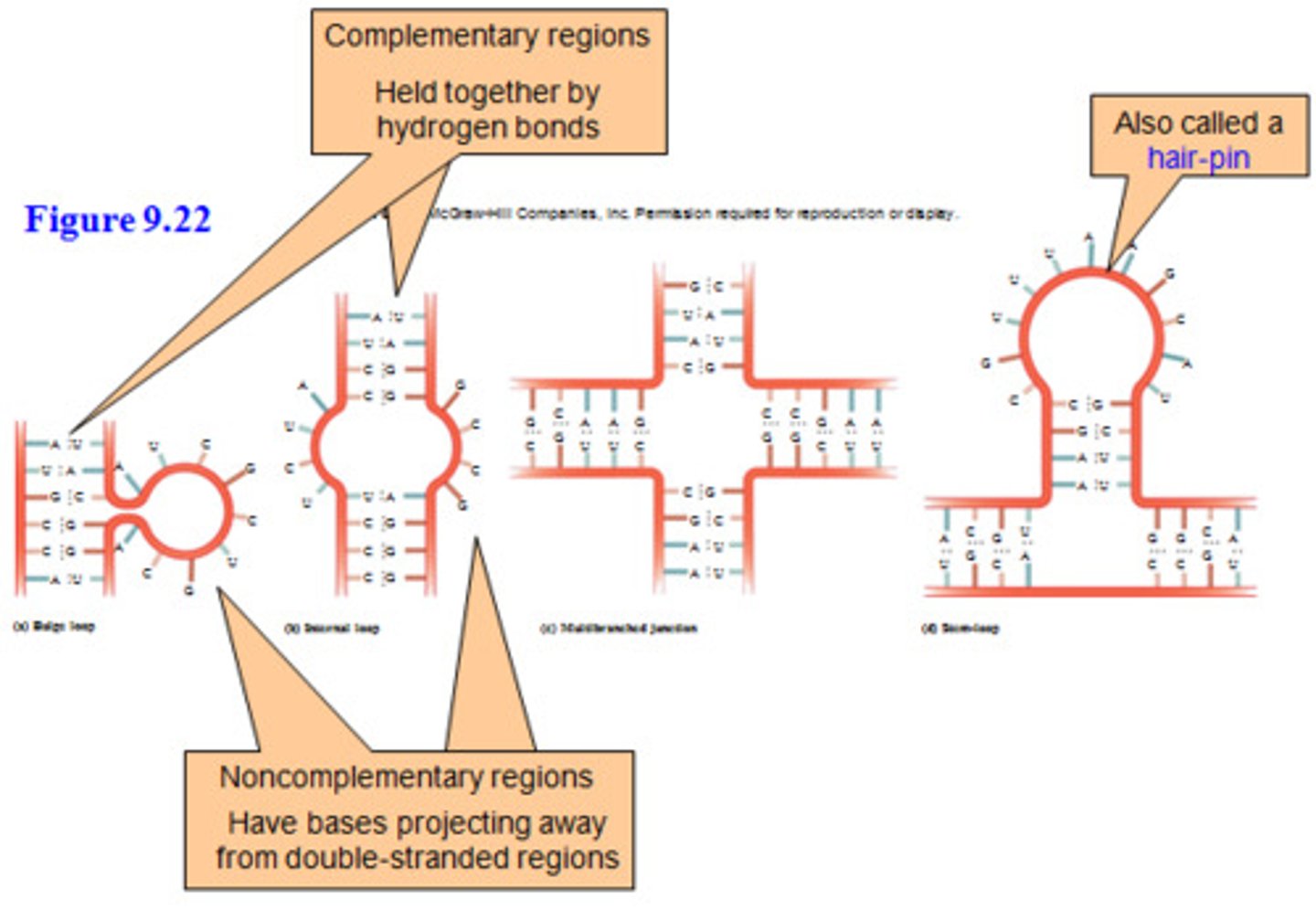 <p>The structures themselves are formed as signals to recruit/attract proteins </p><p>--------------------------------</p><p>TYPES OF STRUCTURES: </p><p>- Bulge loop</p><p>- Internal Loop</p><p>- Multibranched Loop</p><p>- Stem Loop</p>