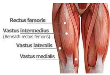<p>Quadriceps femoris</p>