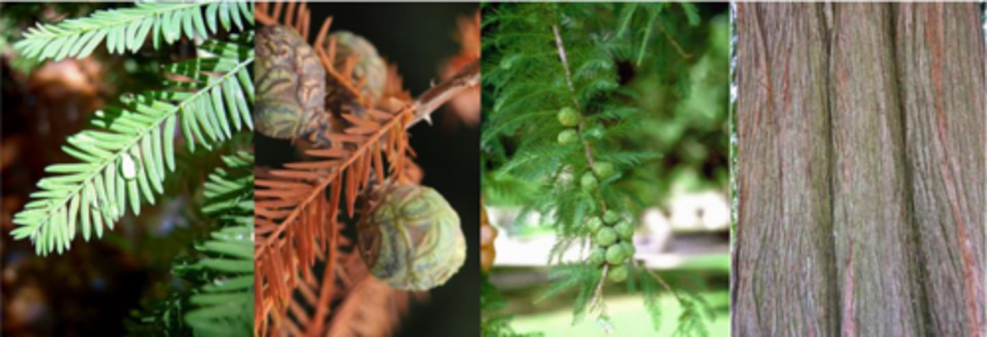 <p>Leaves: Linear and small, 1/4 to ¾" long, generally appearing two-ranked. When growing on deciduous branchlets the leaf-deciduous branchlet structure resembles a feathery pinnately (or bi-pinnately) compound leaf; green to yellow-green.</p><p>Fruit: Cones are composed of peltate scales forming a woody, brown sphere with rough surfaces (around most of the year), ¾ - 1" in diameter; cones disintegrate into irregular seeds.</p><p>Twig: May be deciduous or not; non-deciduous twigs are slender, alternate, brown, rough, with round buds near the end of the twig; deciduous twigs are two-ranked, resembling pinnately compound leaves.</p><p>Bark: Fibrous, red-brown but may be gray where exposed to the weather; old, thick bark may appear somewhat scaly (or long and stringy)</p><p>Form/Silvics: A large tree with a pyramid-shaped crown, cylindrical bole, fluted or buttressed base and often with knees.</p><p>Looks like: pondcypress, dawn redwood</p><p>dawn-redwood </p>