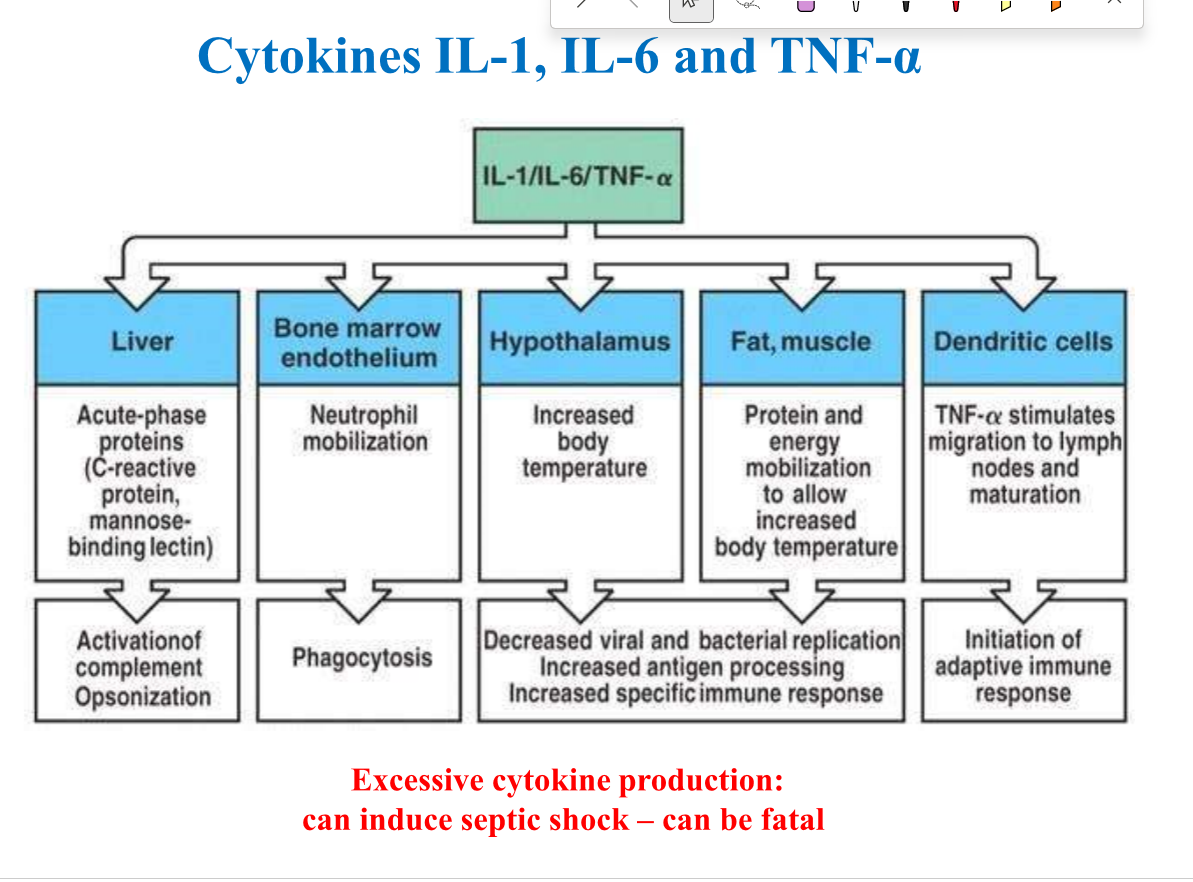 Induce acute phase response (opsonisation+ complement activation) 

Neutrophil mobilisation 

Increased temperature

Increase protein/energy mobilisation

Dendritic cells 