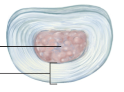 <p>Intervertebral discs</p>