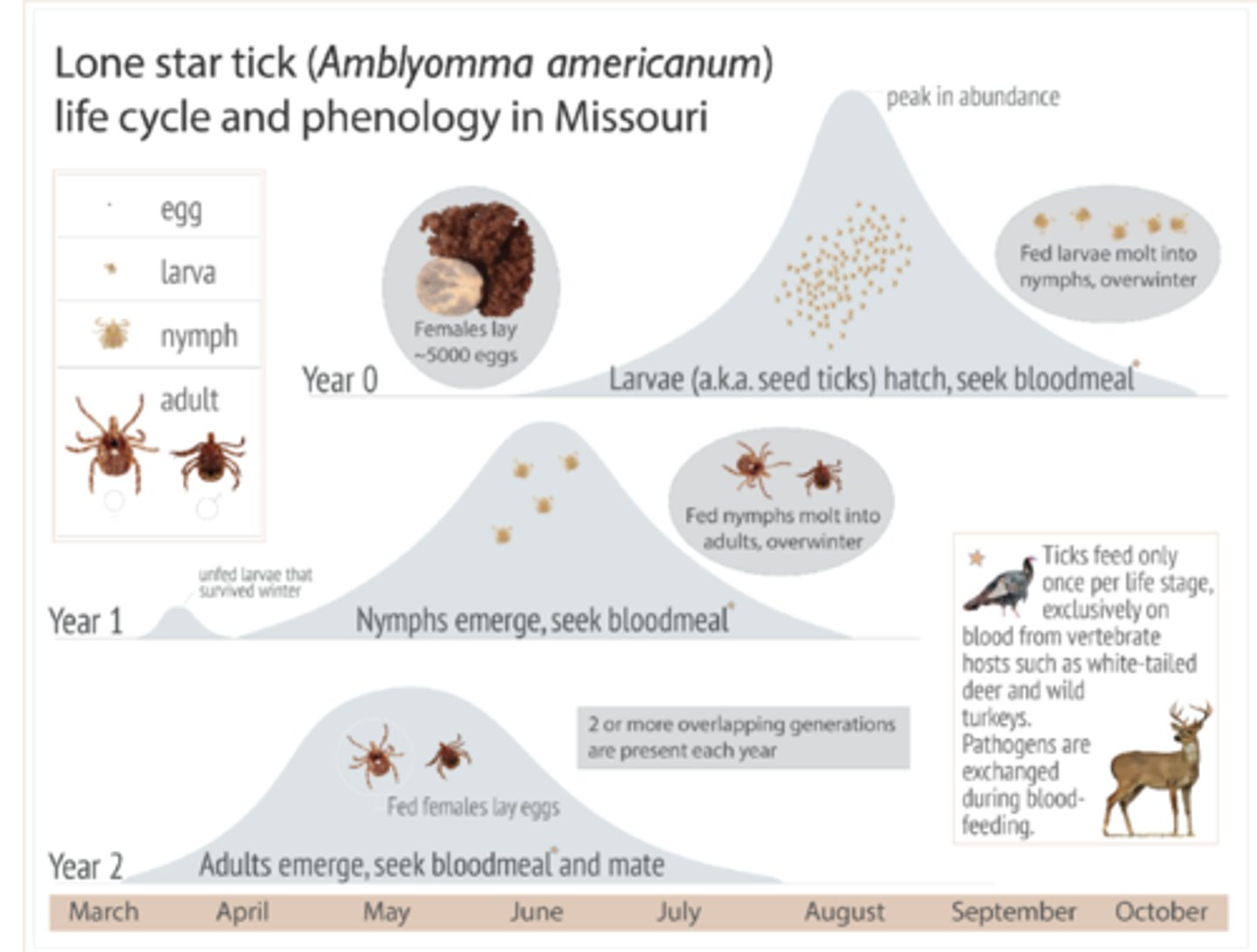 <p>Ticks feed only once per life stage, so at diff times of year different tick stages are active; for ex, the lone star tick larvae are most active around August, nymphs are most active in June, and adults are active April-July</p>