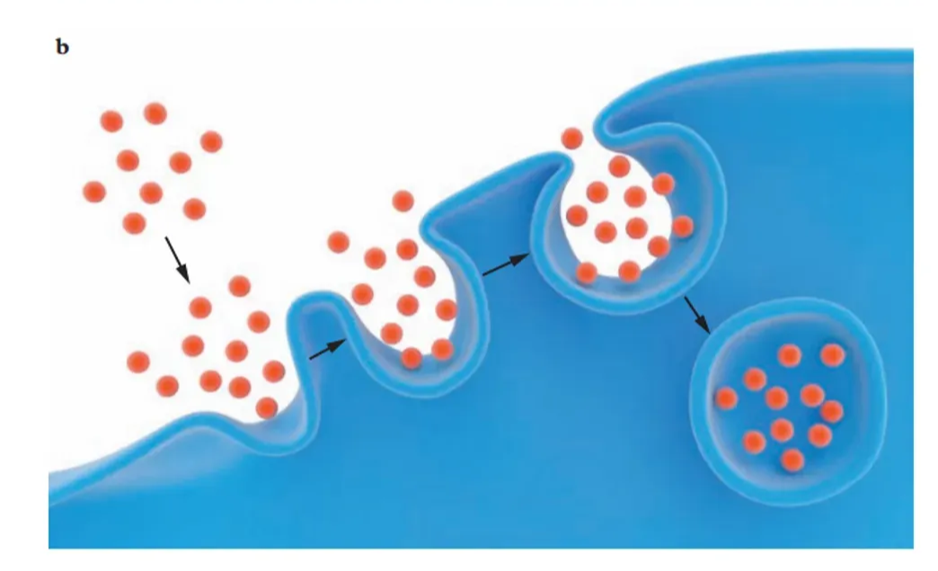 <p>If the bulk substance is a <span style="color: inherit"><strong>liquid = (to drink) </strong></span><span>a type of endocytosis where a cell takes in extracellular fluid and dissolved substances by engulfing them in small vesicles</span></p>