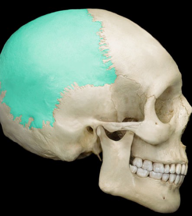 <p>2 skull bones between the frontal and occipital bones forming the top and sides of the cranium (&quot;middle&quot; of the cranium)</p>