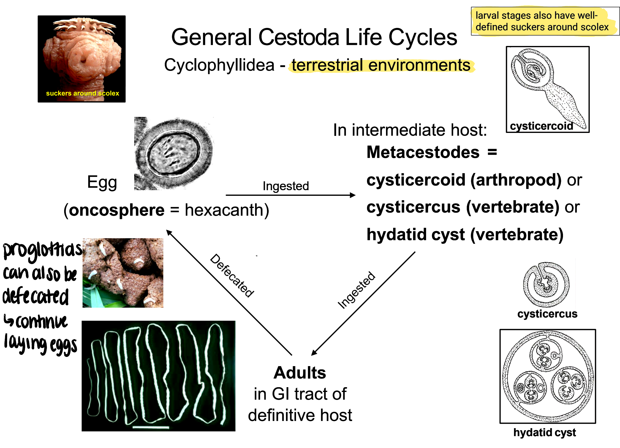 <p><strong>oncosphere</strong> eggs/proglottids passed in feces → eggs ingested by intermediate host → develop to metacestode stage (cysticercoid, cysticercus, or hydatid cyst) → infected intermediate host ingested by definitive host → adult worms in GI of definitive host</p>