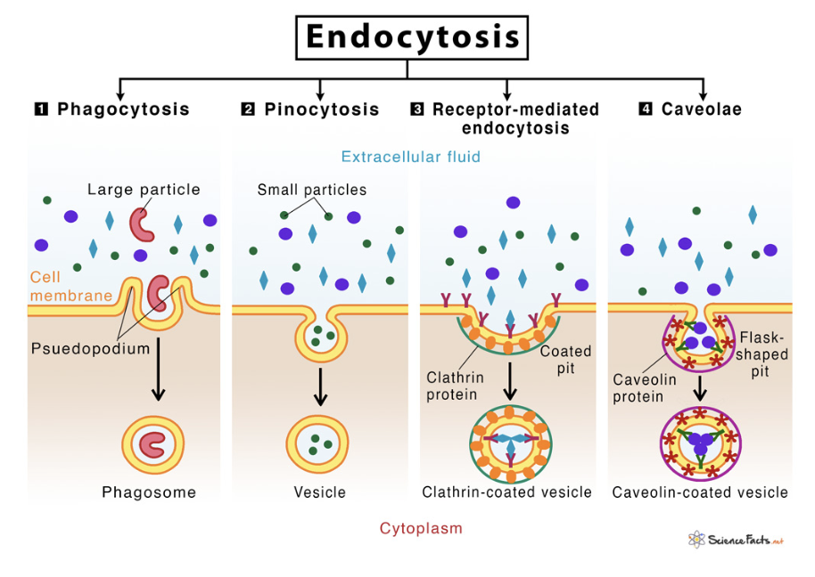 <ul><li><p><em><u>Phagocytosis</u></em> — engulfs large solid particles (bacteria/dead cells)</p></li><li><p><em><u>Pinocytosis</u></em> — takes in extracellular fluid containing dissolved substances (absorption of nutrients)</p></li><li><p><em><u>Receptor-Mediated</u></em> — specific molecules bind to receptors on cell membrane, triggering formation of vesicle</p></li></ul><p></p>