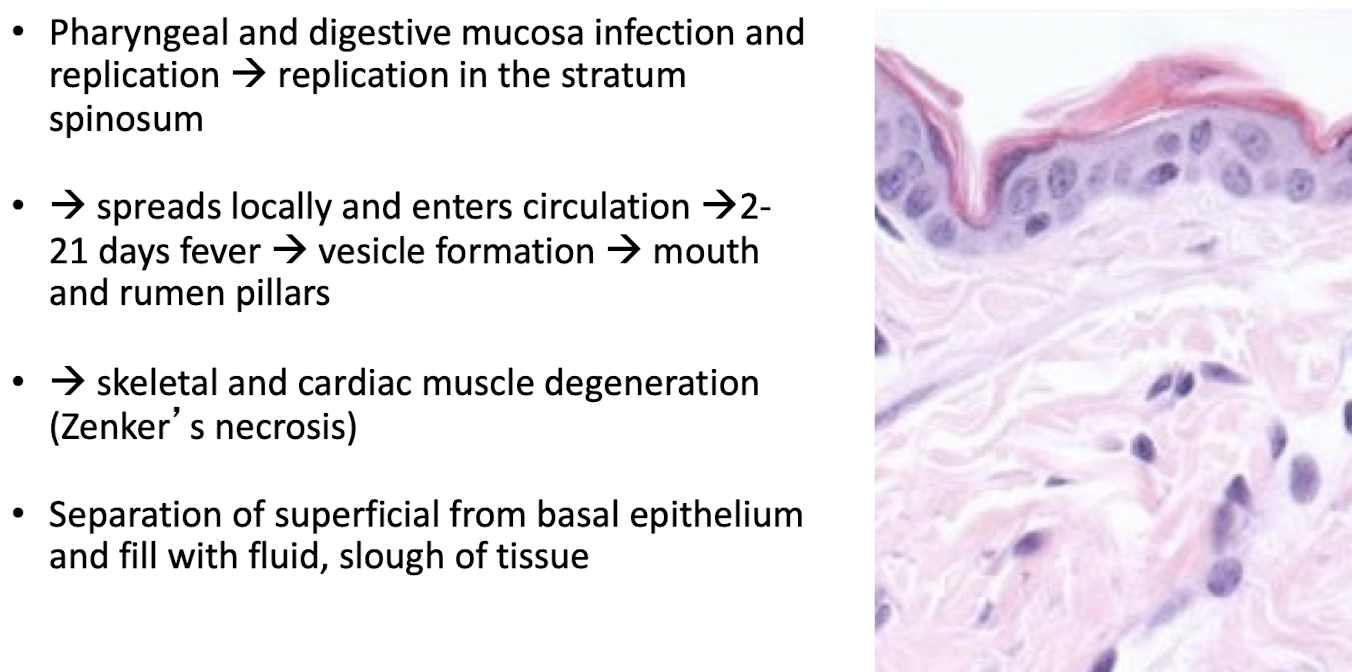 <p>Involves initial replication of the virus in the oropharyngeal epithelium, leading to the formation of vesicular lesions. The virus then spreads systemically, causing immune response and resulting in clinical signs such as fever and pain. fever 2-21 days </p>