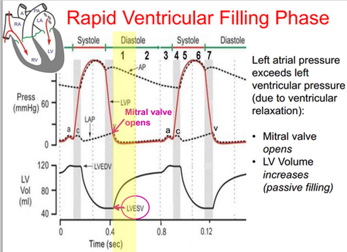<p>Phase of the cardiac cycle in which the ventricles expand, their pressure drops, and the AV valves open and blood flows into the ventricles</p>