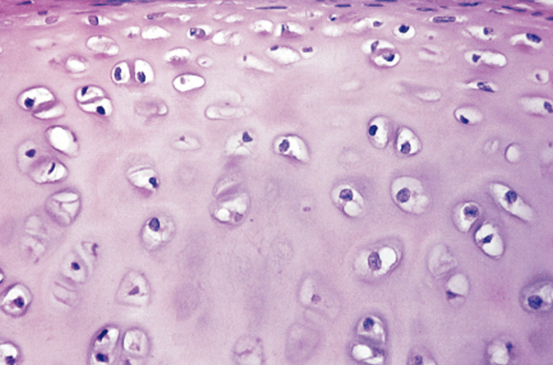 <ol><li><p>What tissue is this?</p></li><li><p>Where can it be found?</p></li><li><p>What is its function?</p></li></ol><p></p>