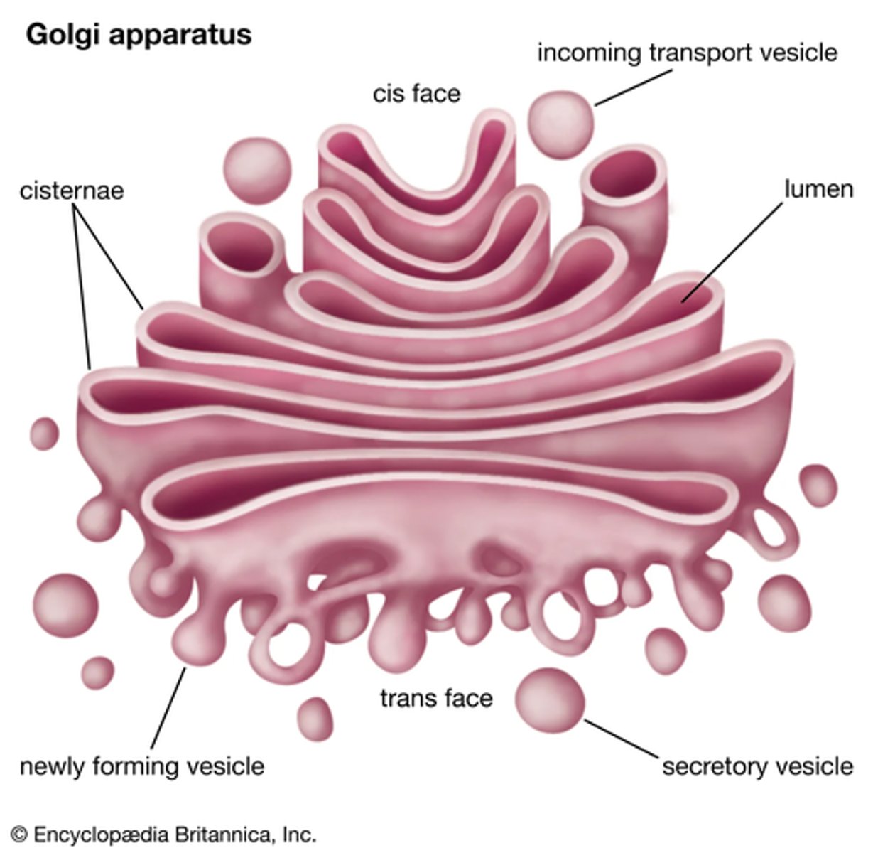 <p>It looks a lot like a wifi symbol </p><p>NOTE: you won't need to label each component of the Golgi apparatus at all, but in an exam but you may be asked to recognise it from a micrograph </p>