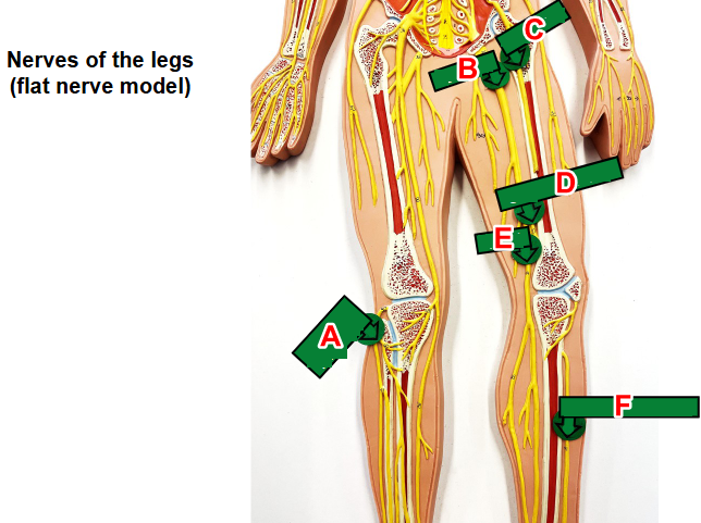<p>what type of leg nerve is Label A of the model?</p><p></p><p>word bank: common fibular, deep peroneal, femoral, sciatic, superficial fibular, tibial</p>