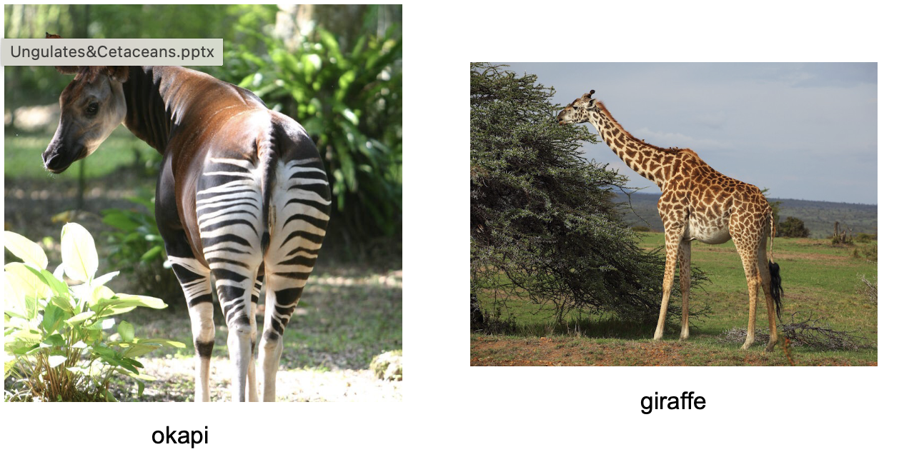 <p>Order? Family? </p>