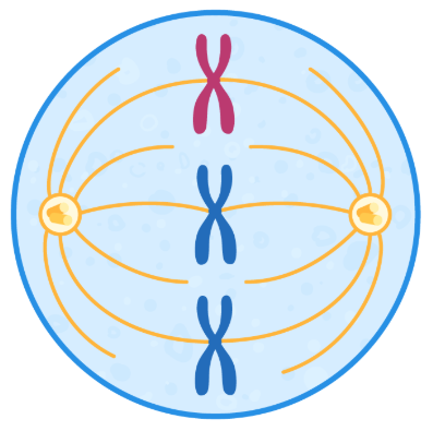 <p>The chromosomes line up along the equator of the cell, and spindle fibres (called microtubules) attach to the centromere of each chromosome.</p>