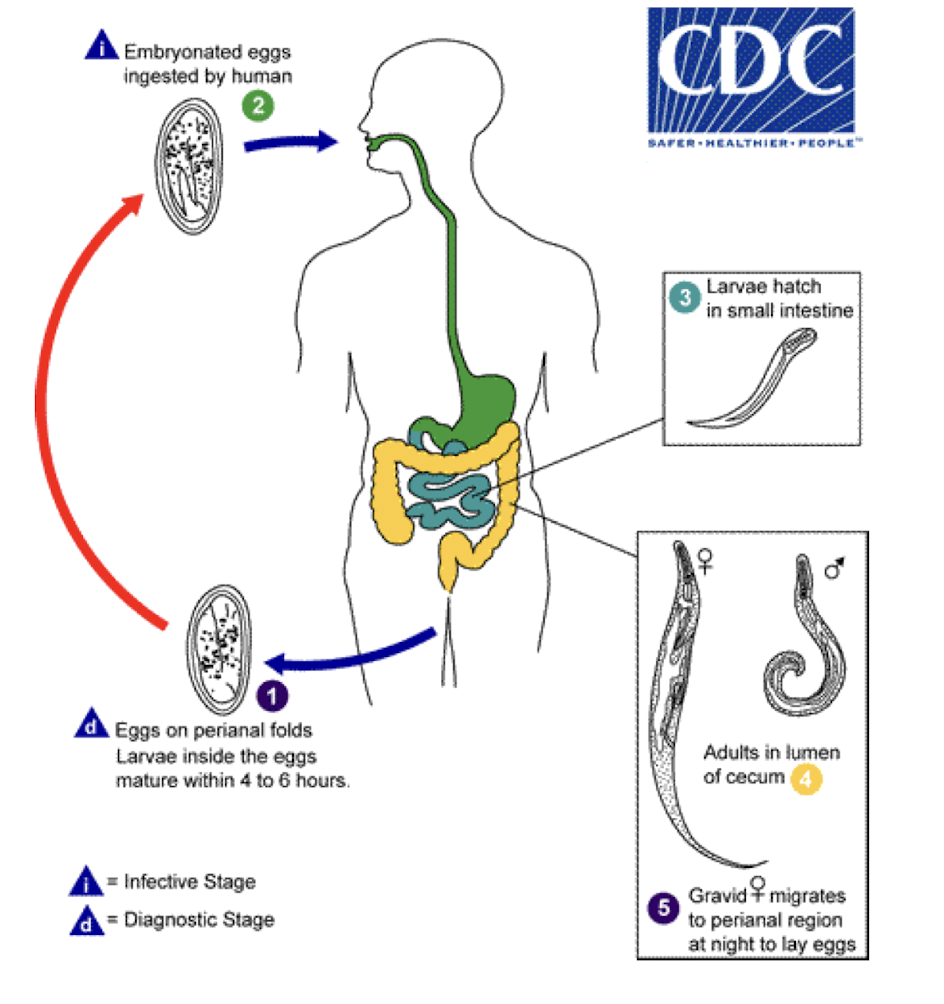 <p>Which group of helminths are <strong>Pinworms</strong> (roundworms) that cause <strong>enterobiasis </strong>(perianal itching) <strong>transmitted by:</strong></p><ul><li><p><strong>ingestion</strong> (contaminated foods/drinks, touching fomites)</p></li><li><p><strong>inhaled</strong> if <strong>eggs</strong> become <strong>airborne</strong></p></li><li><p><strong>direct</strong> <strong>penetration</strong> of skin</p></li></ul>