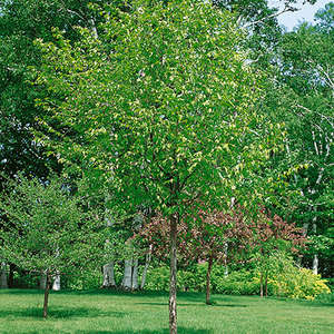 <p><em>Ostrya virginiana</em></p>