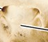 <p>What is the name of this bone in the skull?</p>